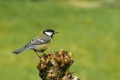 Mésange charbonnière